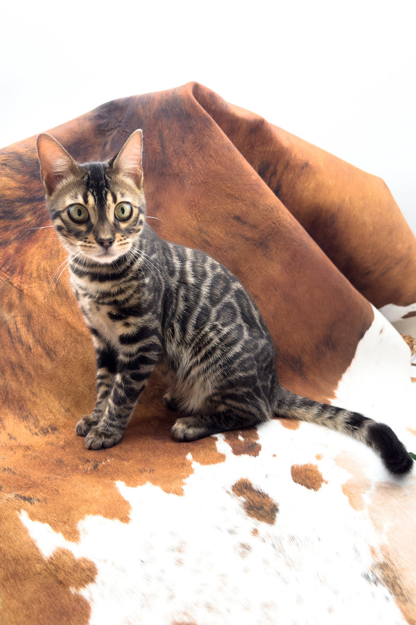 Shadowfax | Bengal Kitten
