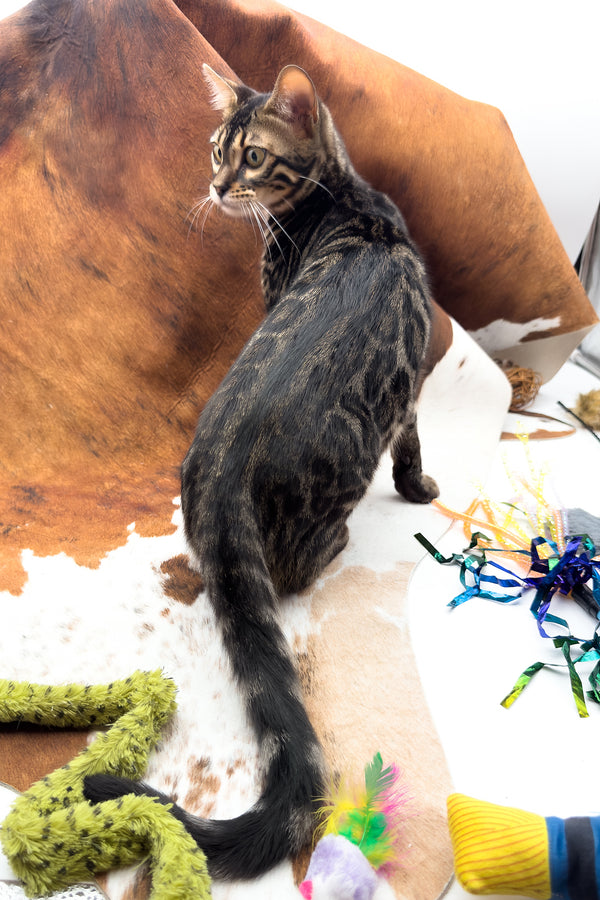 Shadowfax | Bengal Kitten