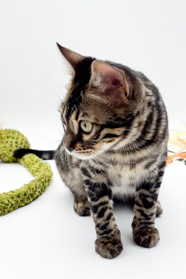Shadowfax | Bengal Kitten