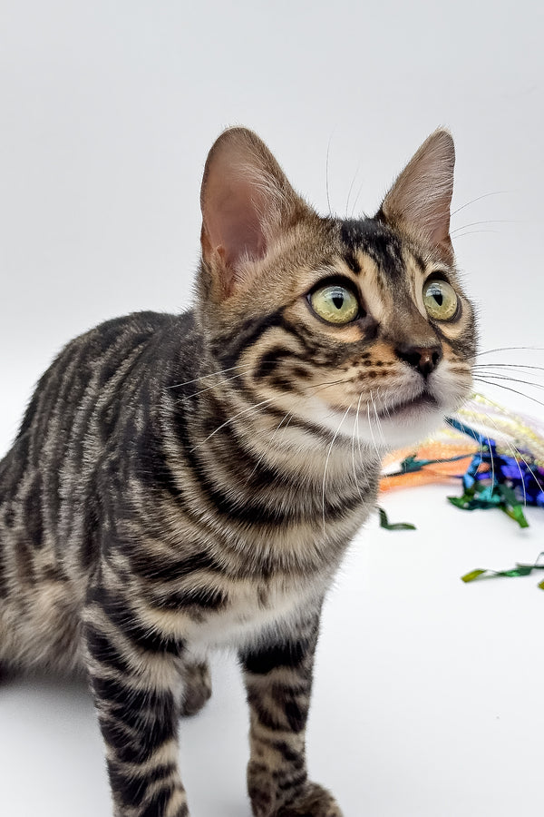 Shadowfax | Bengal Kitten
