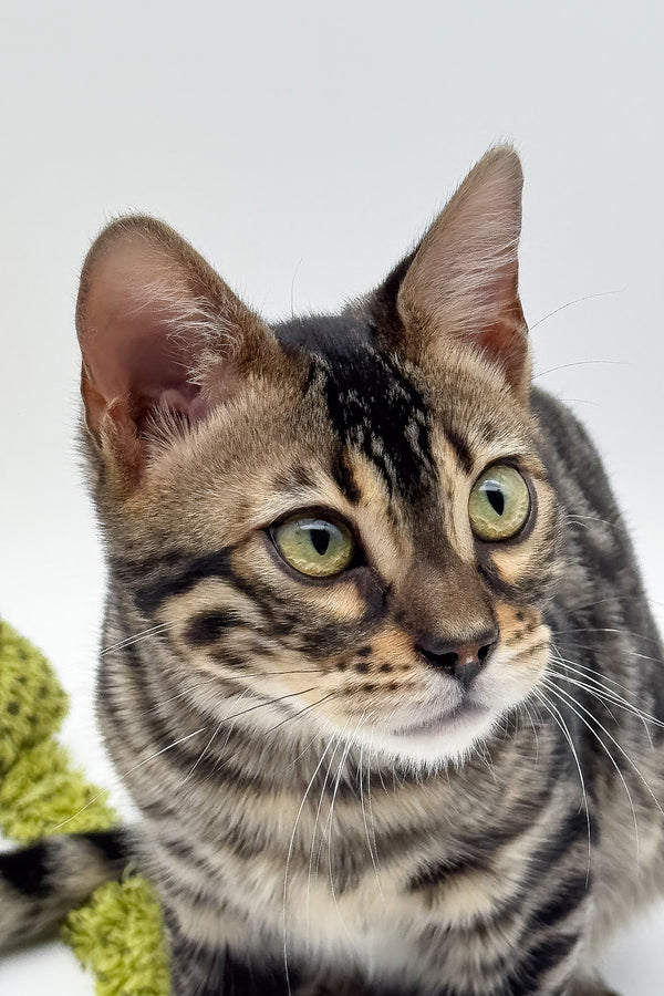 Shadowfax | Bengal Kitten