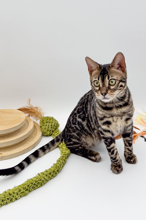 Shadowfax | Bengal Kitten