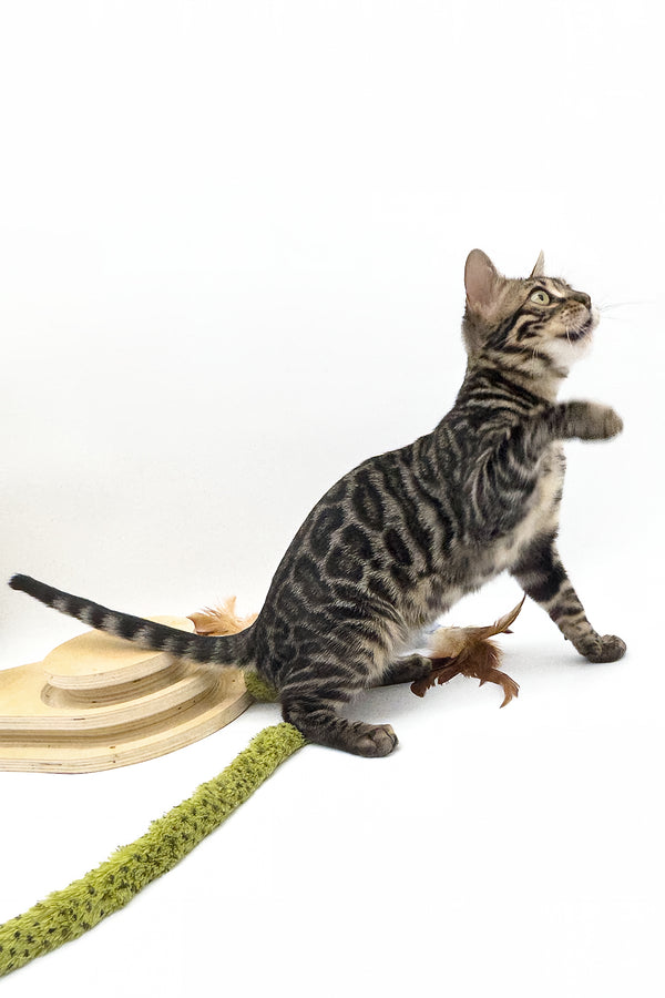 Shadowfax | Bengal Kitten
