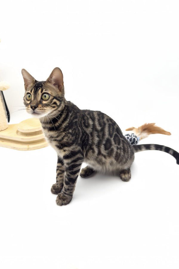 Shadowfax | Bengal Kitten
