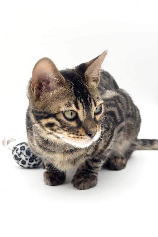 Shadowfax | Bengal Kitten