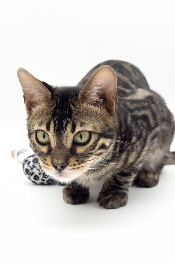 Shadowfax | Bengal Kitten