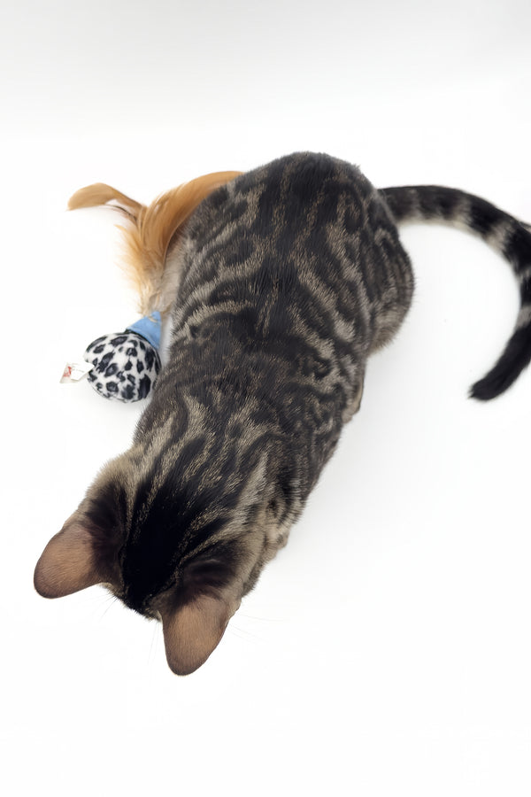 Shadowfax | Bengal Kitten