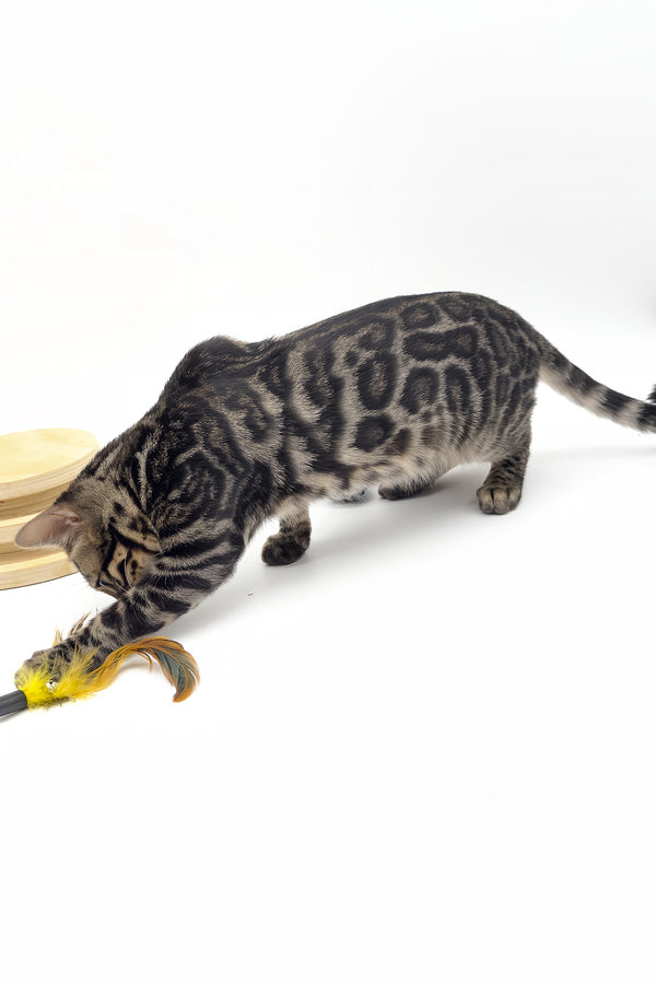 Shadowfax | Bengal Kitten