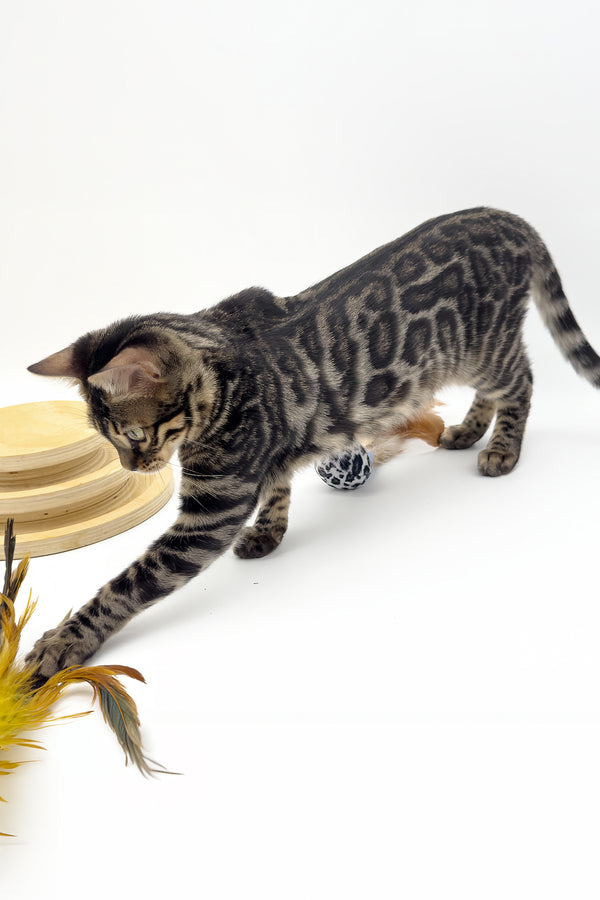 Shadowfax | Bengal Kitten