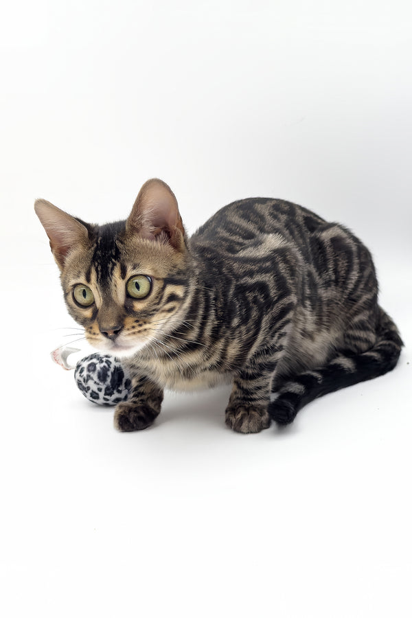 Shadowfax | Bengal Kitten