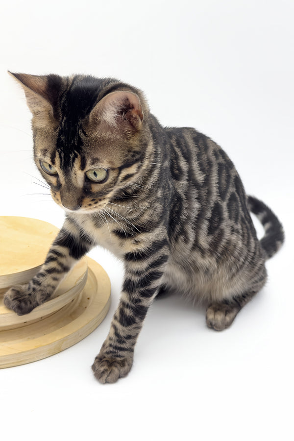Shadowfax | Bengal Kitten