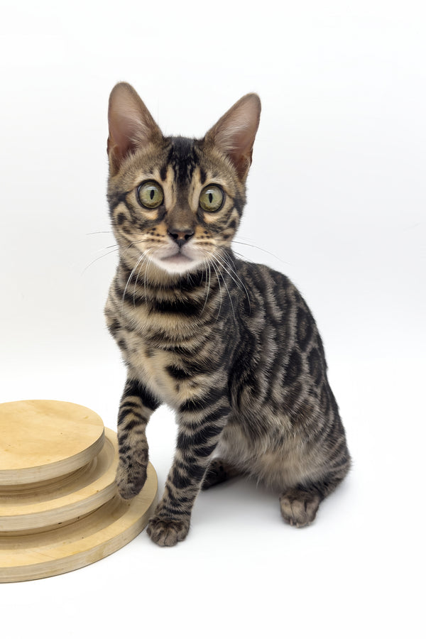 Shadowfax | Bengal Kitten