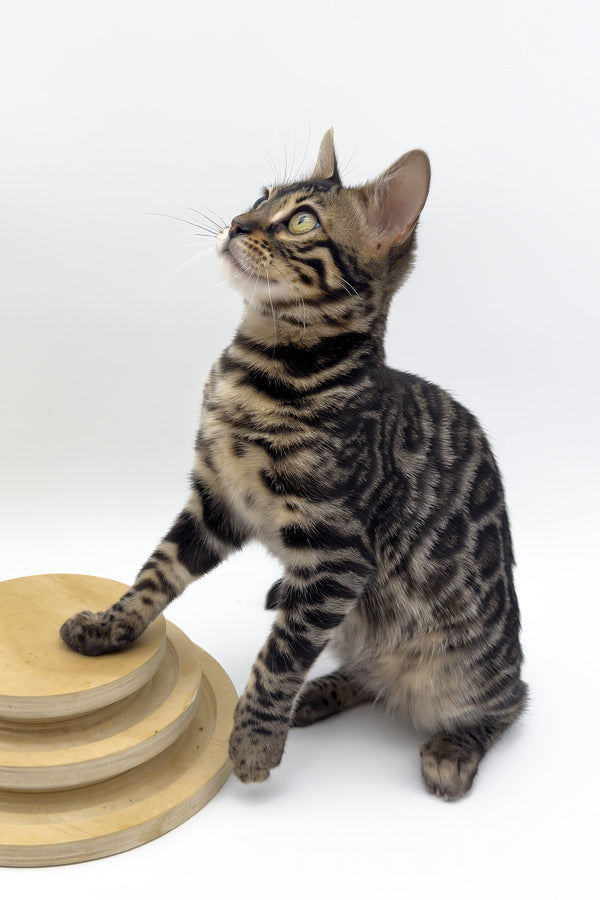 Shadowfax | Bengal Kitten