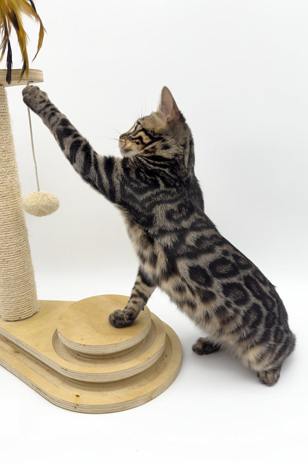 Shadowfax | Bengal Kitten