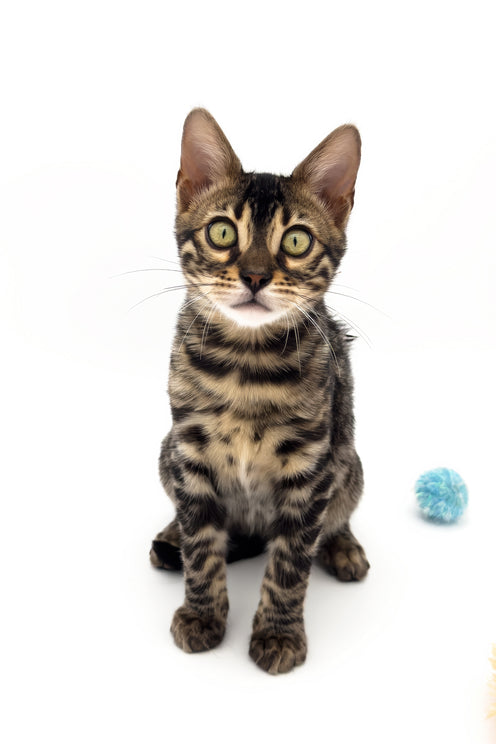 Shadowfax | Bengal Kitten