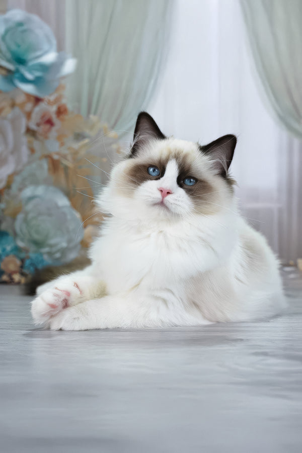 Shakira | Ragdoll Kitten