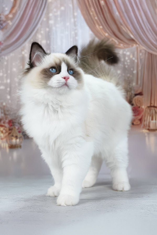 Shakira | Ragdoll Kitten