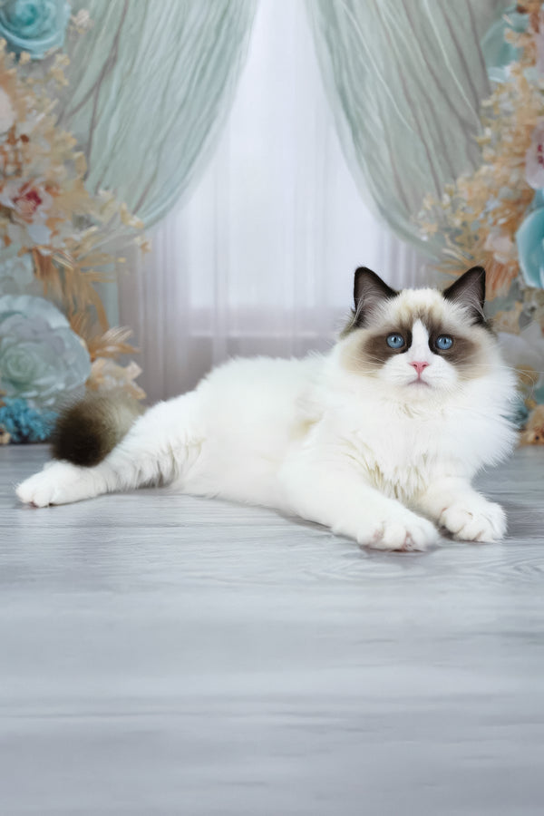 Shakira | Ragdoll Kitten