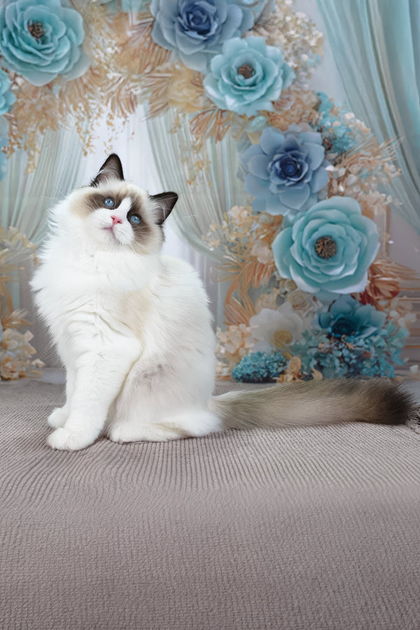 Shakira | Ragdoll Kitten
