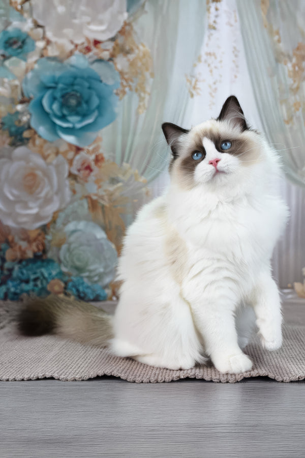 Shakira | Ragdoll Kitten