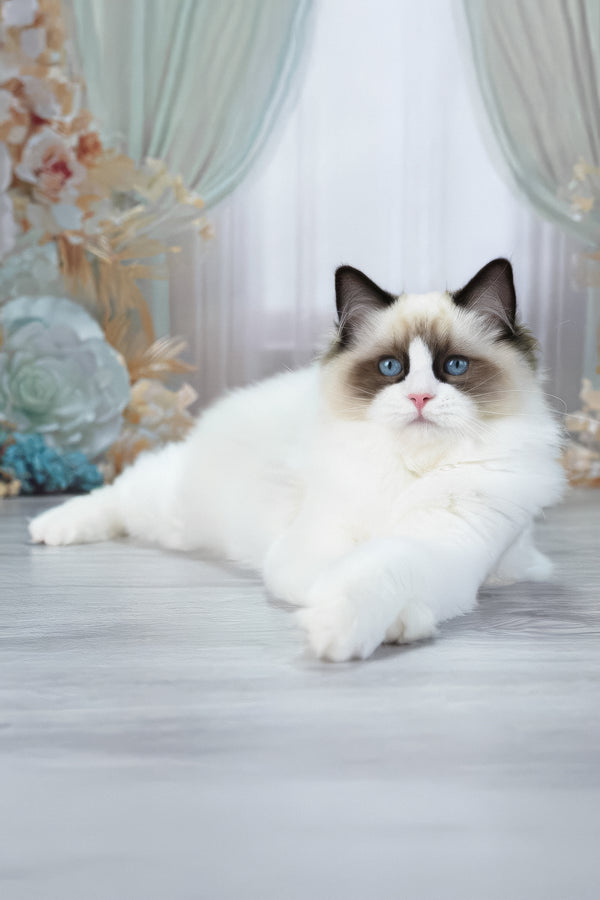Shakira | Ragdoll Kitten