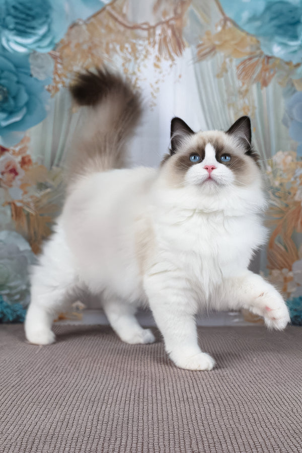 Shakira | Ragdoll Kitten