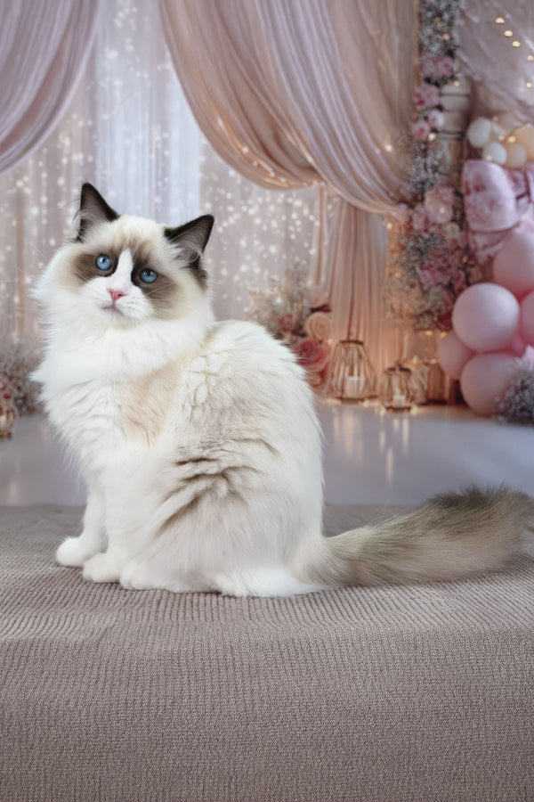 Shakira | Ragdoll Kitten