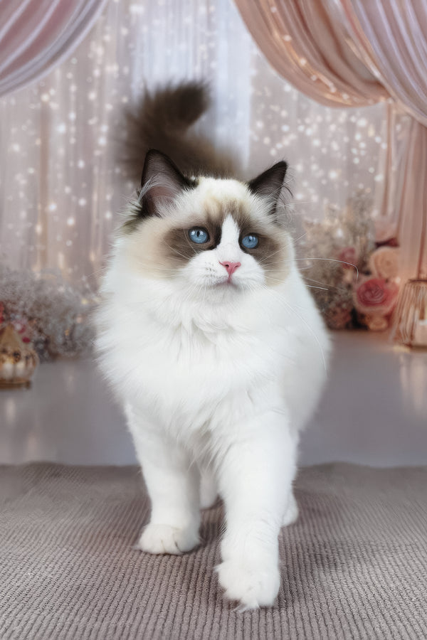 Shakira | Ragdoll Kitten