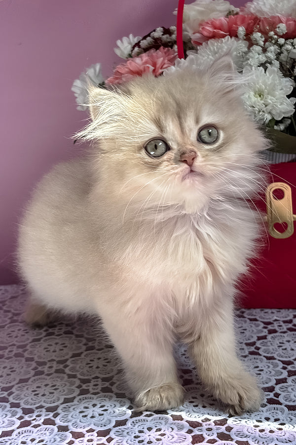 Shanti | British Longhair Kitten