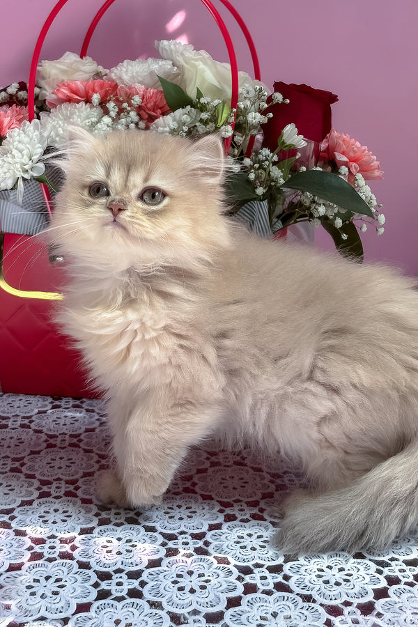 Shanti | British Longhair Kitten