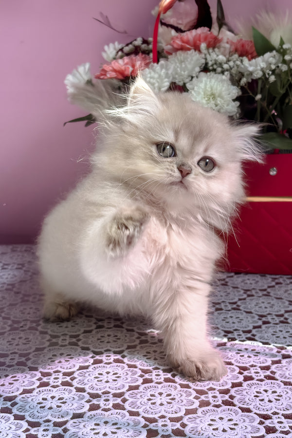 Shanti | British Longhair Kitten