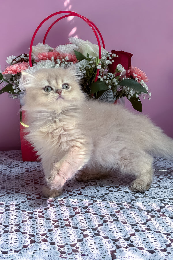 Shanti | British Longhair Kitten