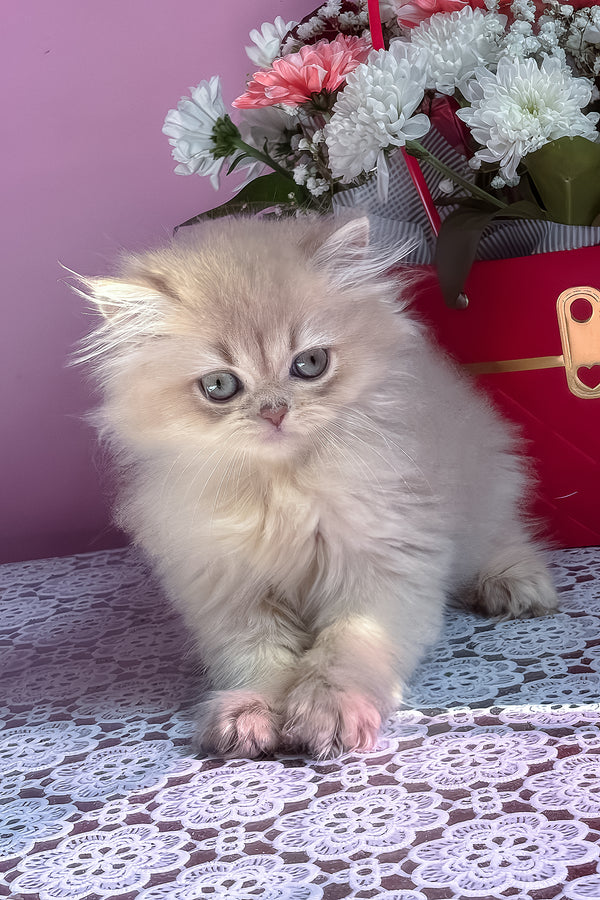 Shanti | British Longhair Kitten