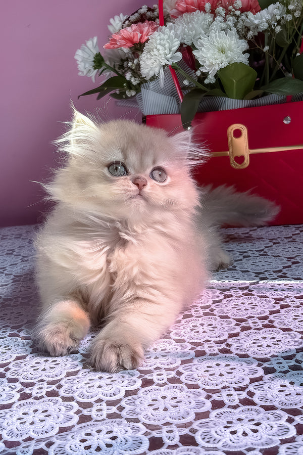 Shanti | British Longhair Kitten