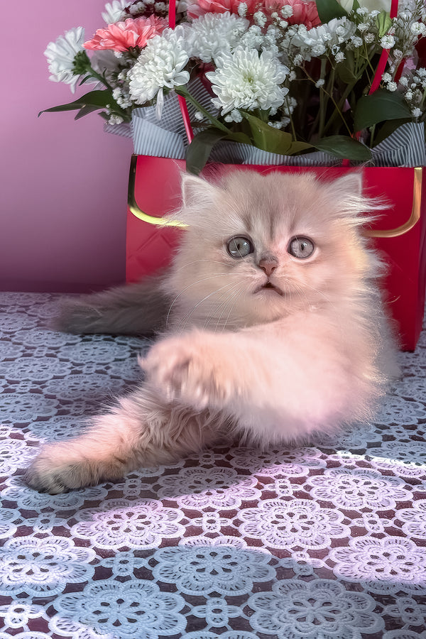 Shanti | British Longhair Kitten