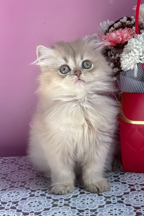 Shanti | British Longhair Kitten