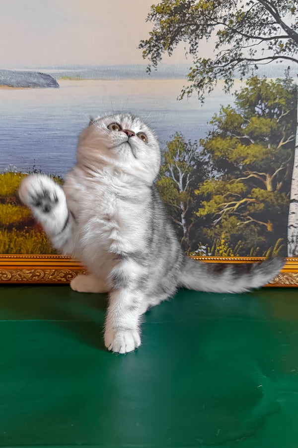 Shanti | Scottish Fold Kitten