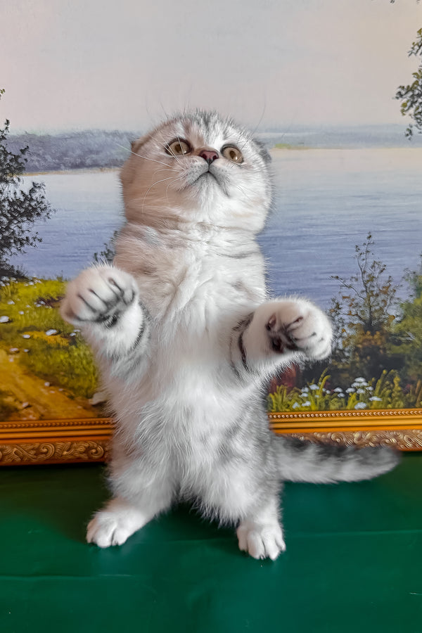 Shanti | Scottish Fold Kitten