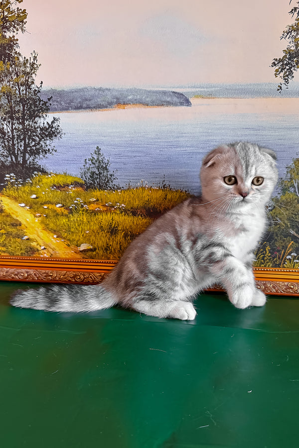Shanti | Scottish Fold Kitten
