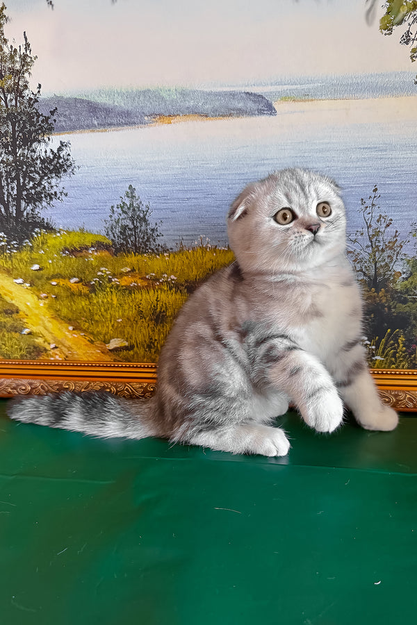 Shanti | Scottish Fold Kitten