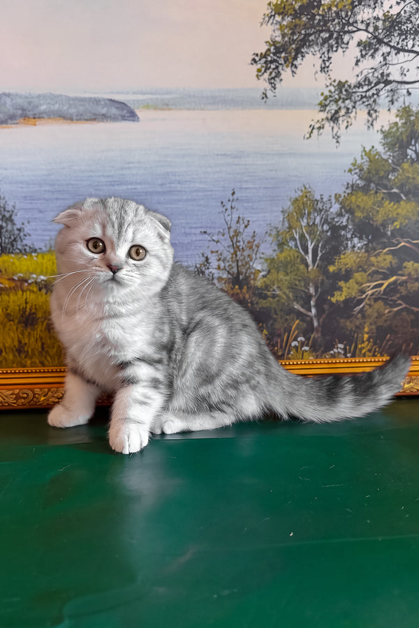 Shanti | Scottish Fold Kitten