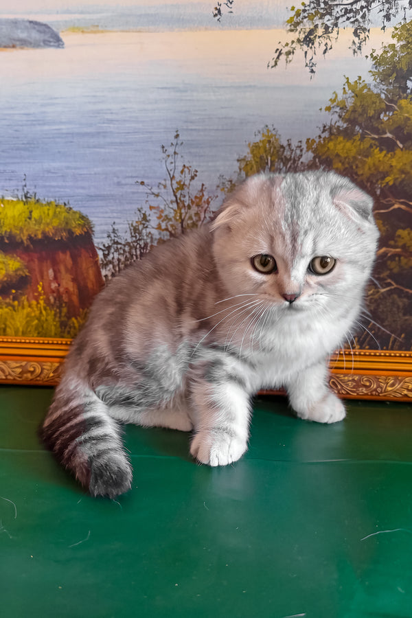 Shanti | Scottish Fold Kitten