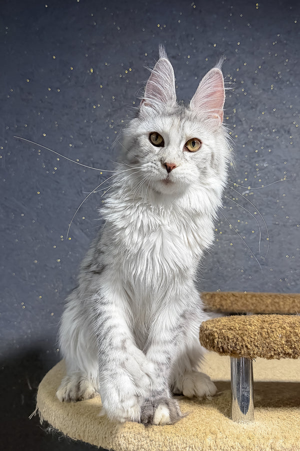 She-Wolf | Polydactyl Maine Coon Kitten