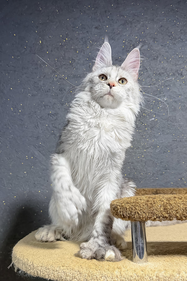 She-Wolf | Polydactyl Maine Coon Kitten