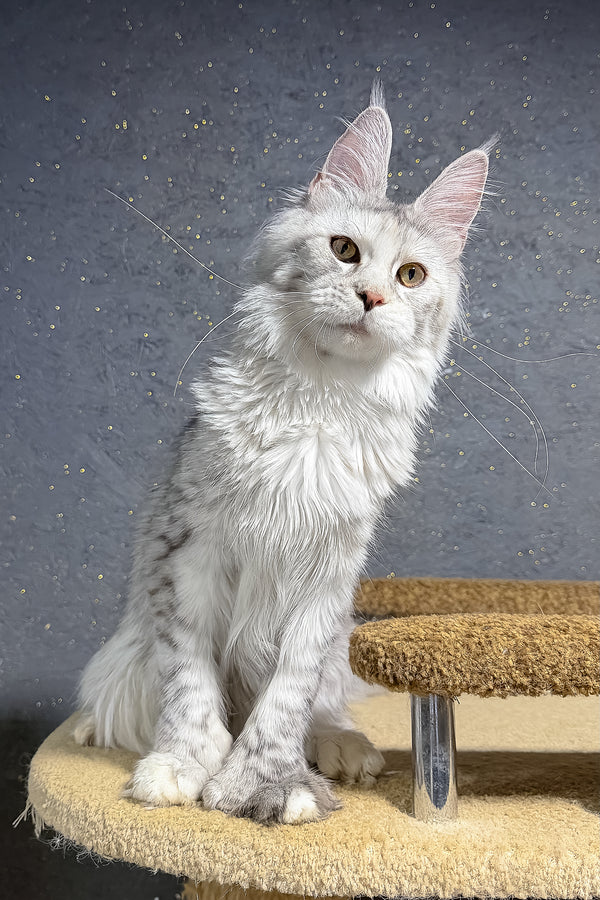 She-Wolf | Polydactyl Maine Coon Kitten