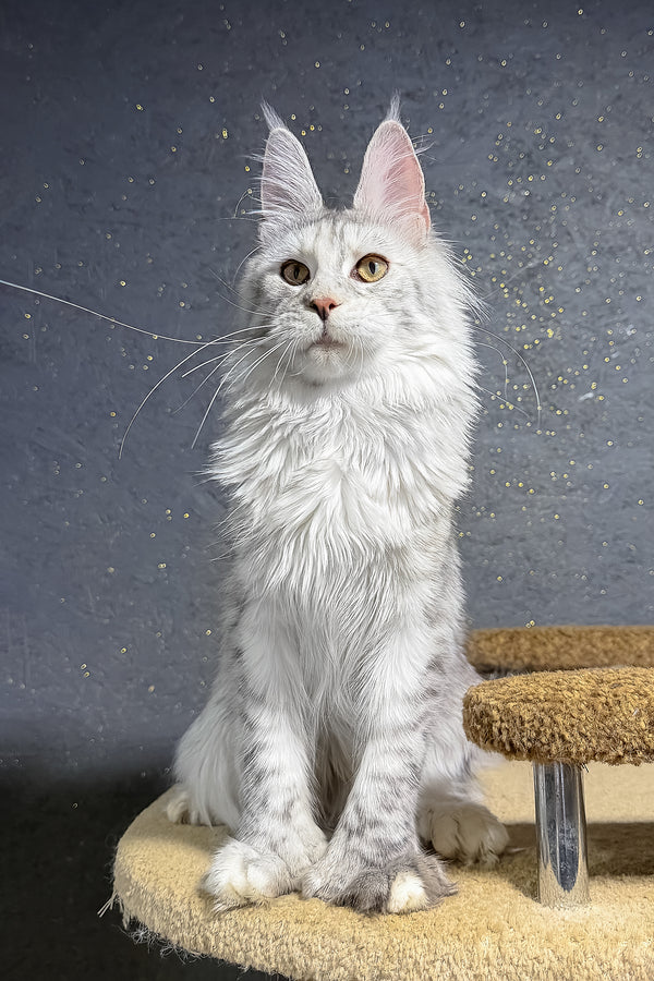 She-Wolf | Polydactyl Maine Coon Kitten