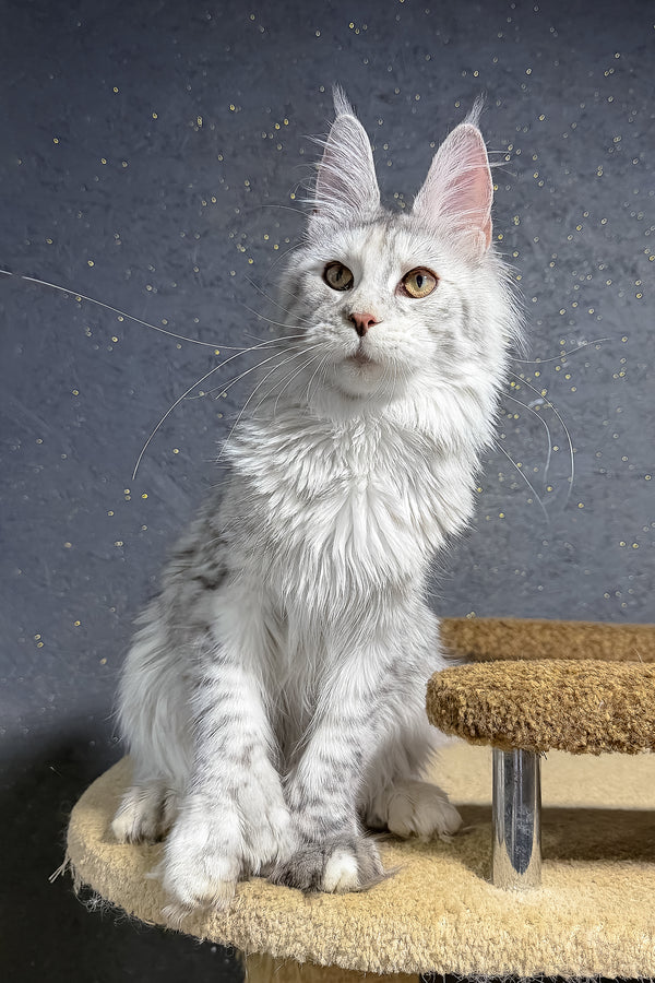She-Wolf | Polydactyl Maine Coon Kitten