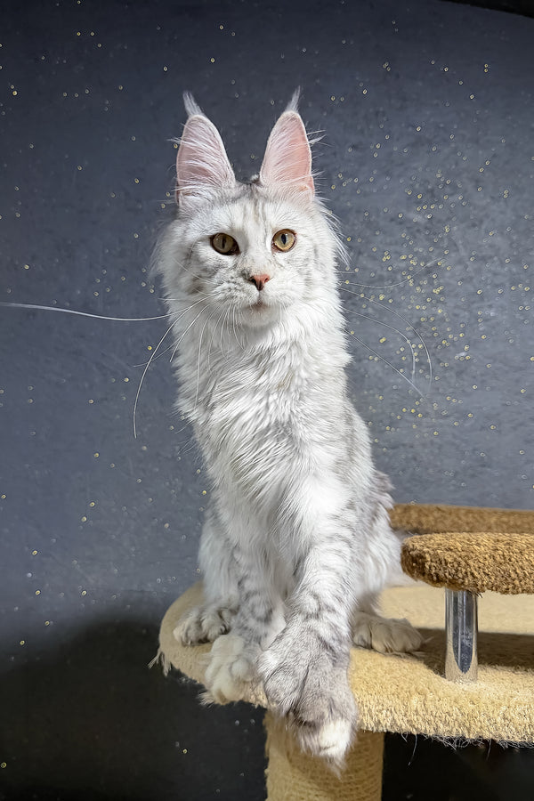 She-Wolf | Polydactyl Maine Coon Kitten