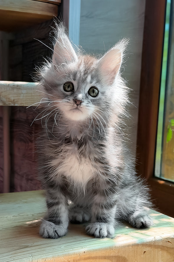 Sheri | Maine Coon Kitten