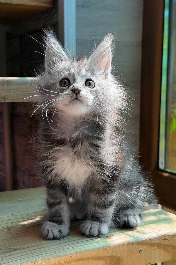 Sheri | Maine Coon Kitten